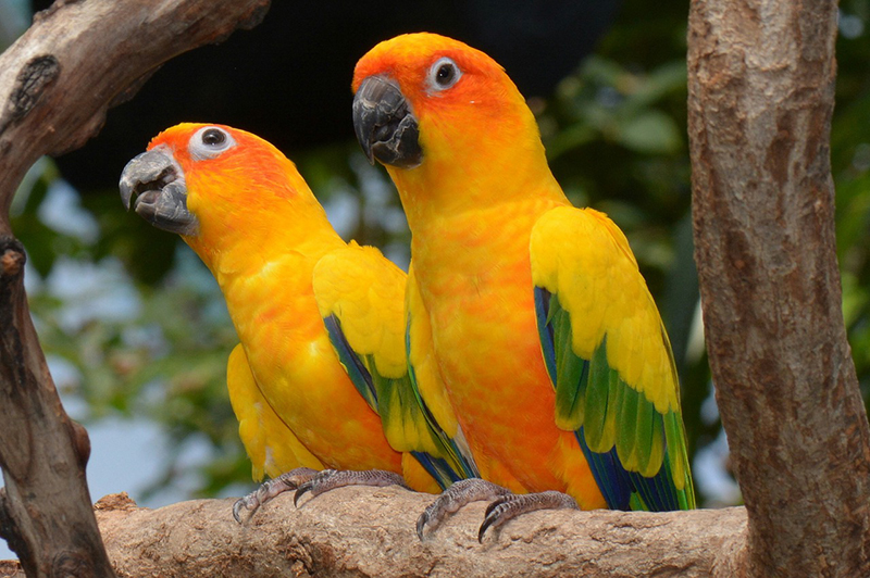 5 specie di pappagalli parlanti Deabyday
